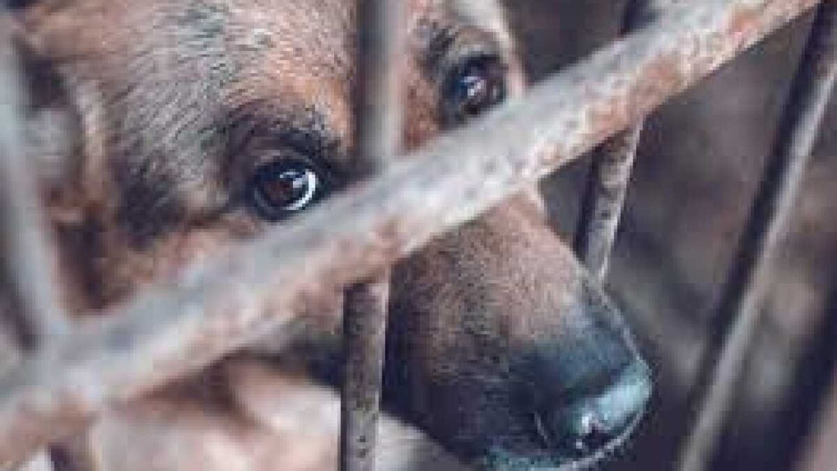 Está prohido el maltrato animal en Quintana Roo.