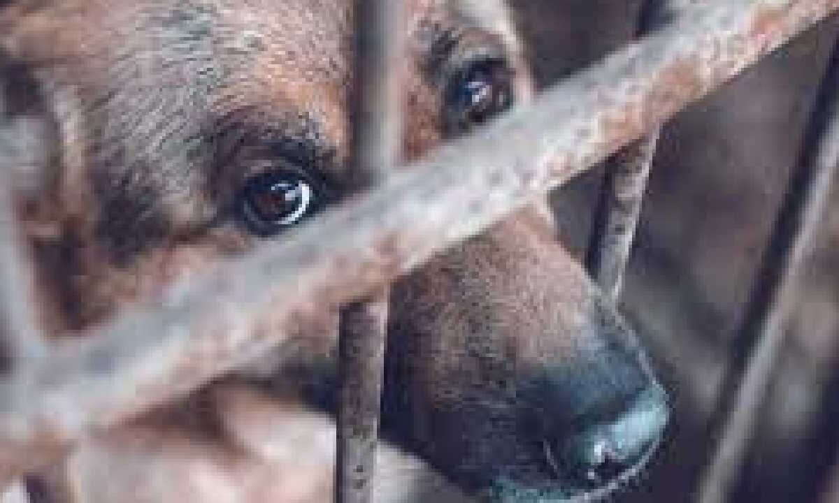 Está prohido el maltrato animal en Quintana Roo.