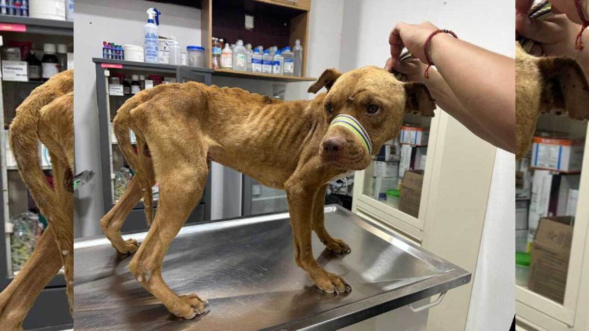 Otro peludito rescatado en Cancún.