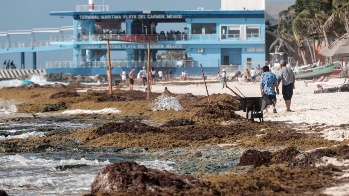Sargazo en el Caribe mexicano.