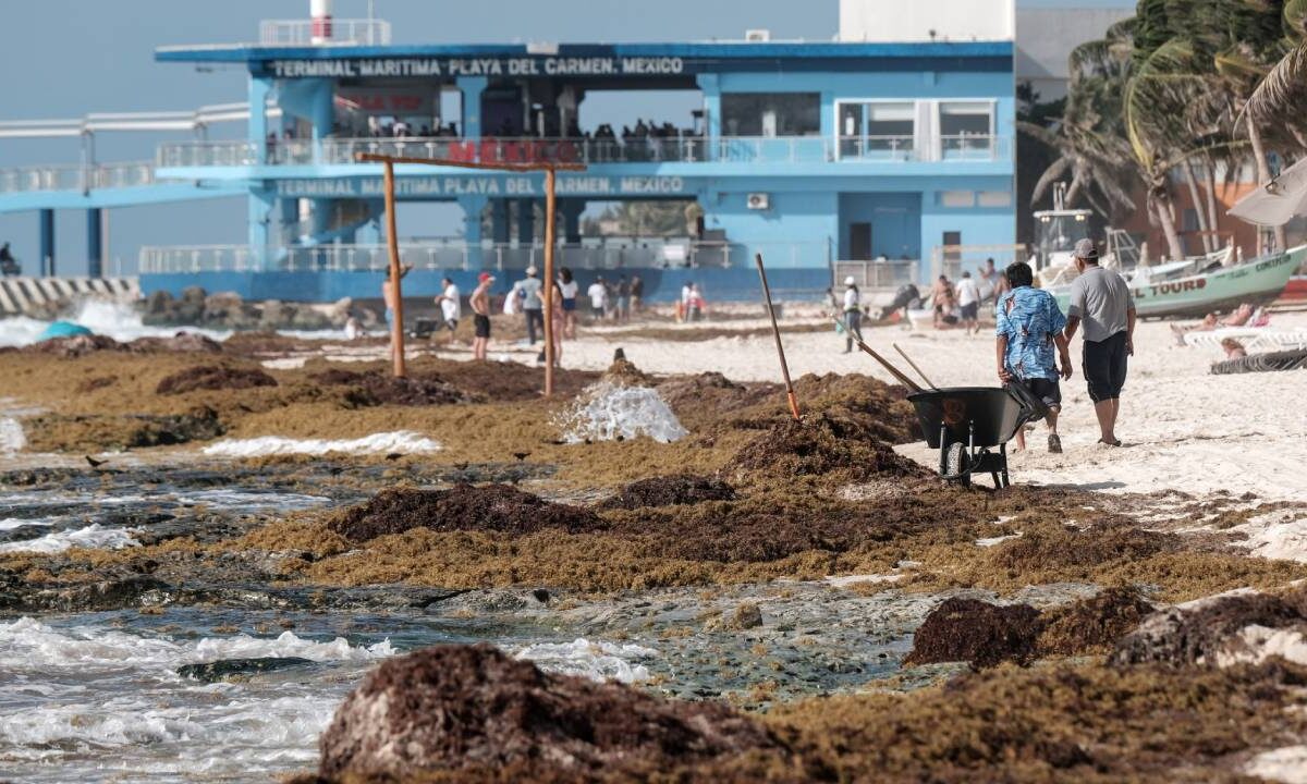 Sargazo en el Caribe mexicano.