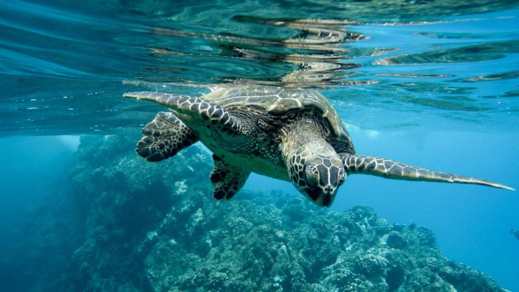 Tortugas marinas en el Caribe mexicano.