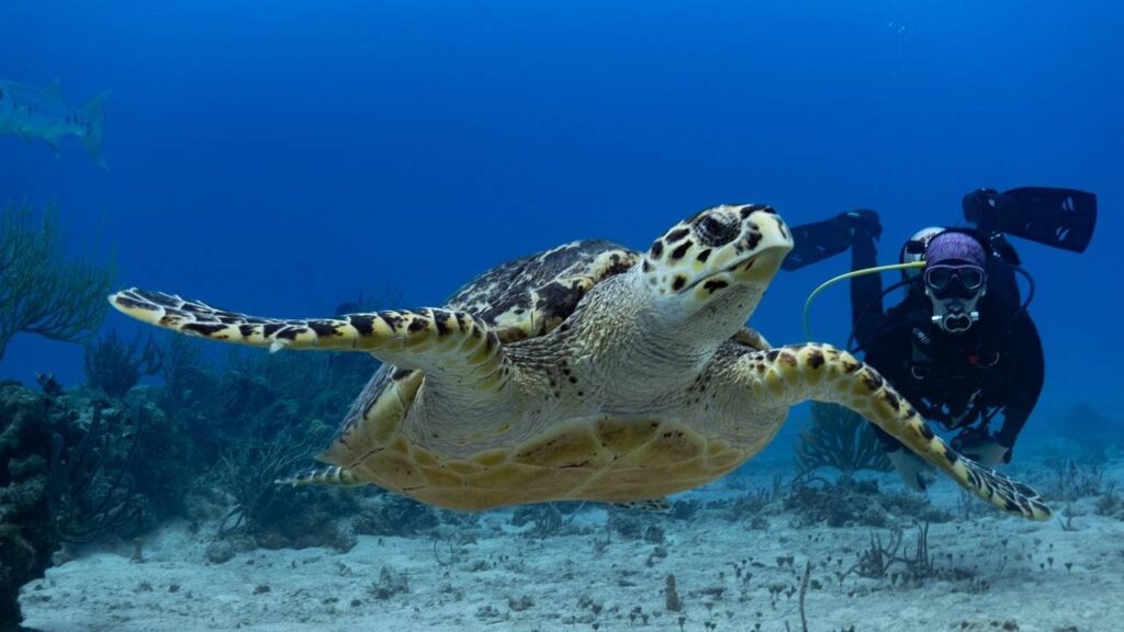 Tortugas marinas en el Caribe.