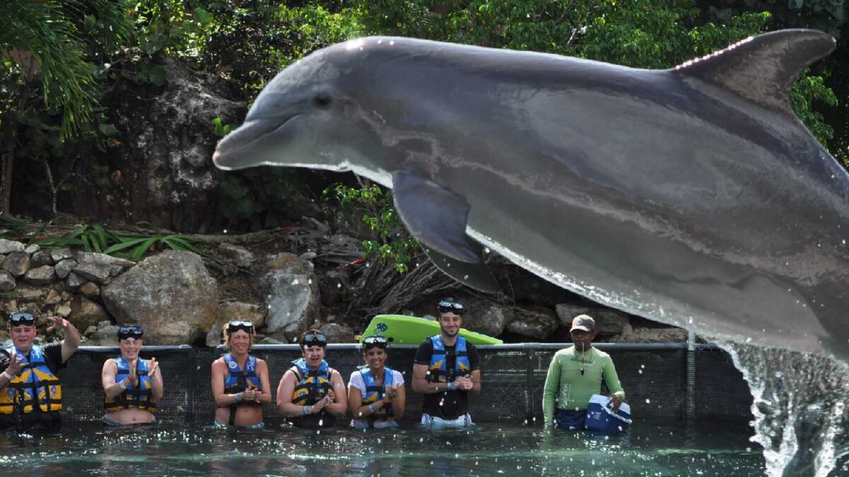 Nunca más uso de mamíferos marinos en espectáculos.