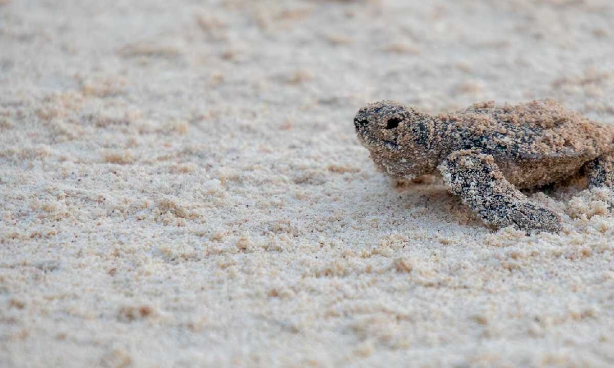 Zona de Punta Sur, refugio para las tortugas.