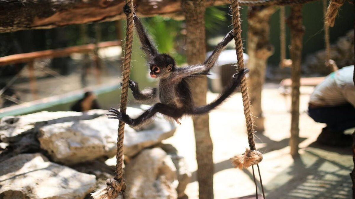 Fragmentación de hábitat pone en riesgo al mono araña en Quintana Roo – 24 Horas Quintana Roo