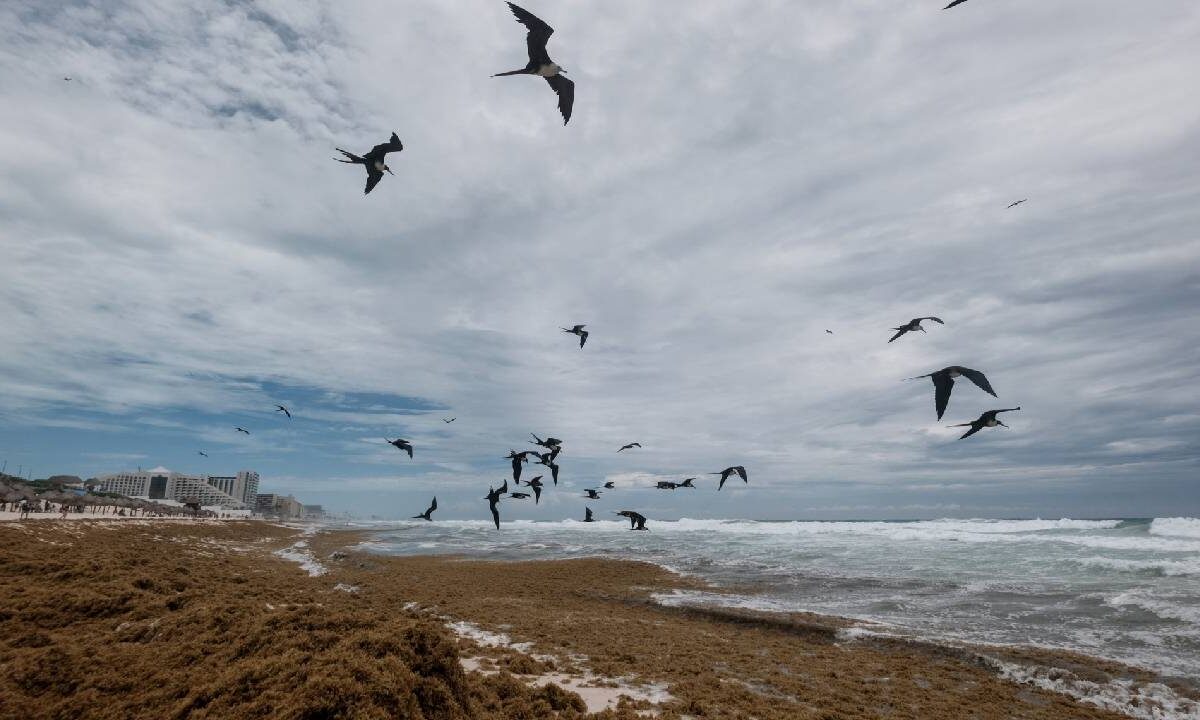 Recale de sargazo en el Caribe mexicano.