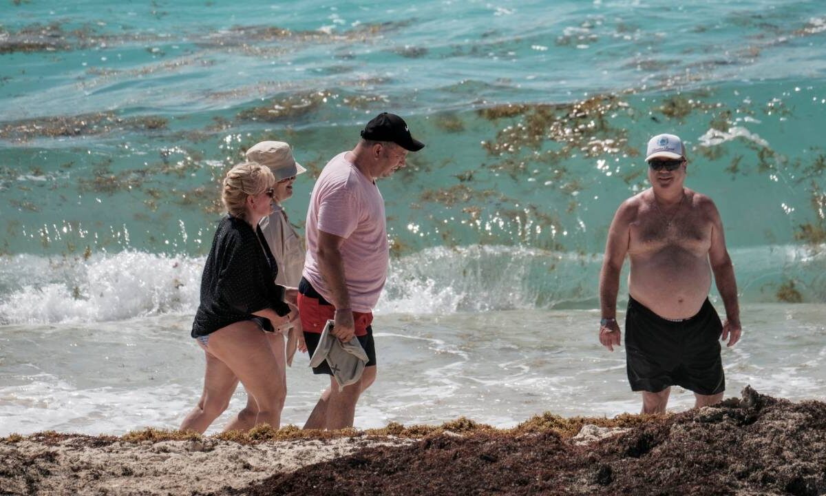 Recale de sargazo en el Caribe mexicano.