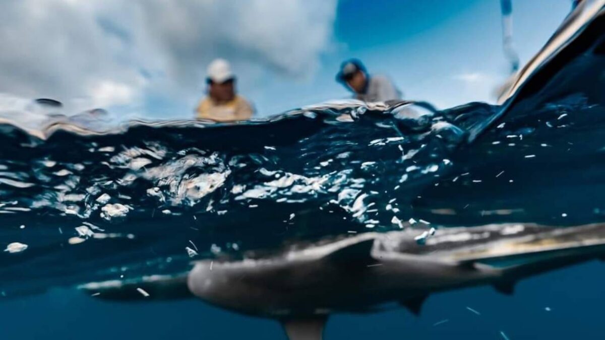 Pescadores que salvan tiburones en Isla Mujeres.