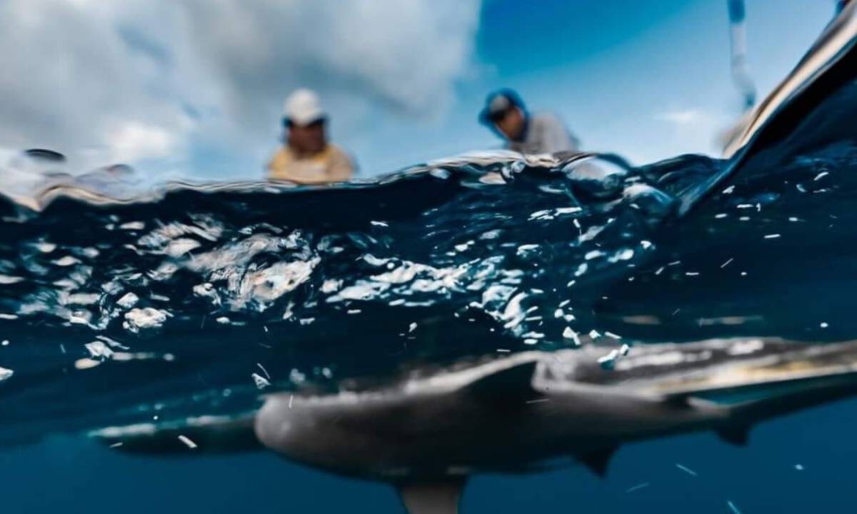 Pescadores que salvan tiburones en Isla Mujeres.