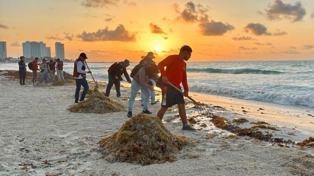 Limpieza de sargazo.