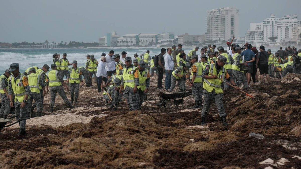 Últimas noticias. Recolección de sargazo en Cancún.
