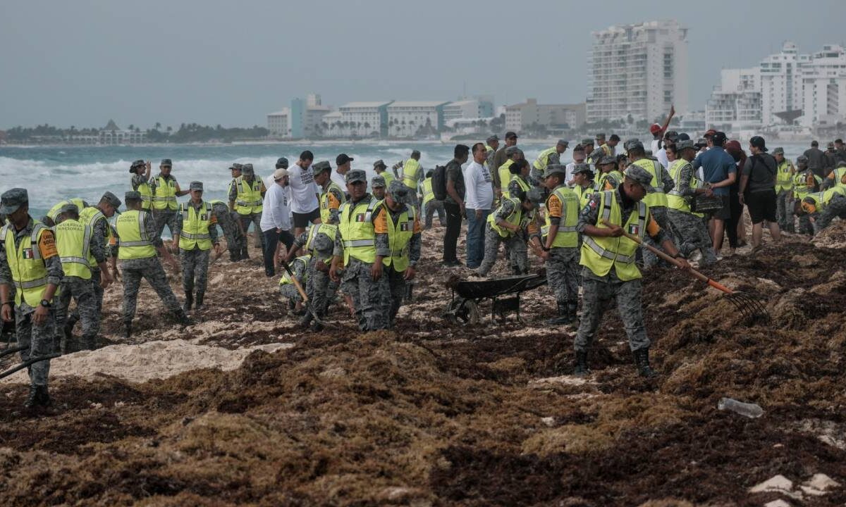 Últimas noticias. Recolección de sargazo en Cancún.