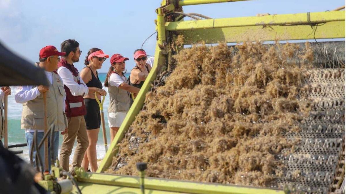 Acciones para retirar el sargazo en Cancún.