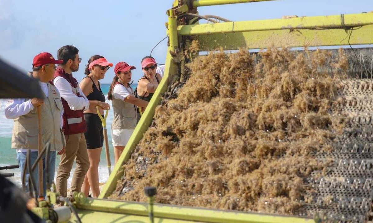 Acciones para retirar el sargazo en Cancún.