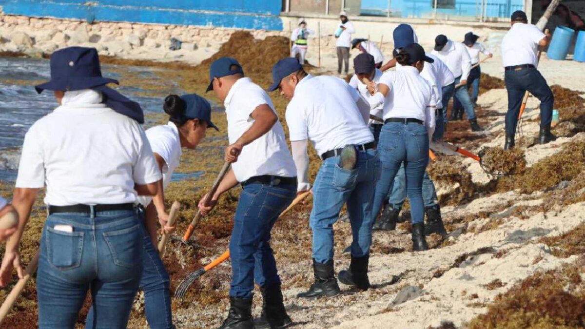 Aspirantes a policías retiran sargazo en Playa del Carmen.
