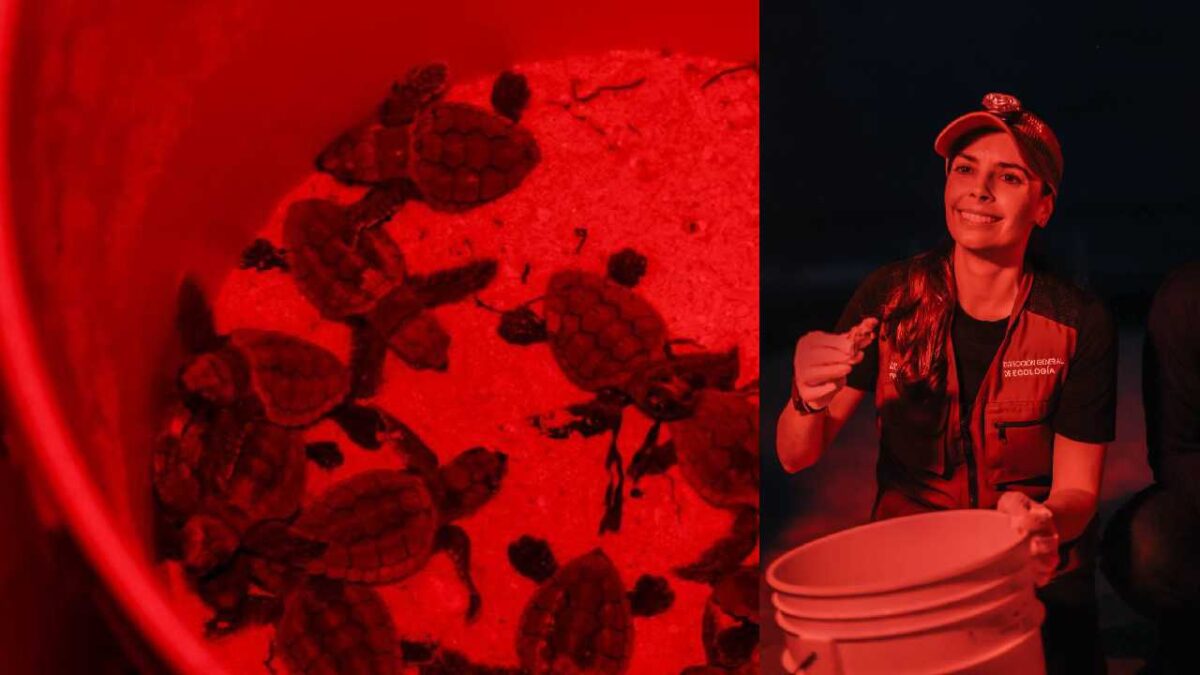 Liberación de crías de tortugas marinas.