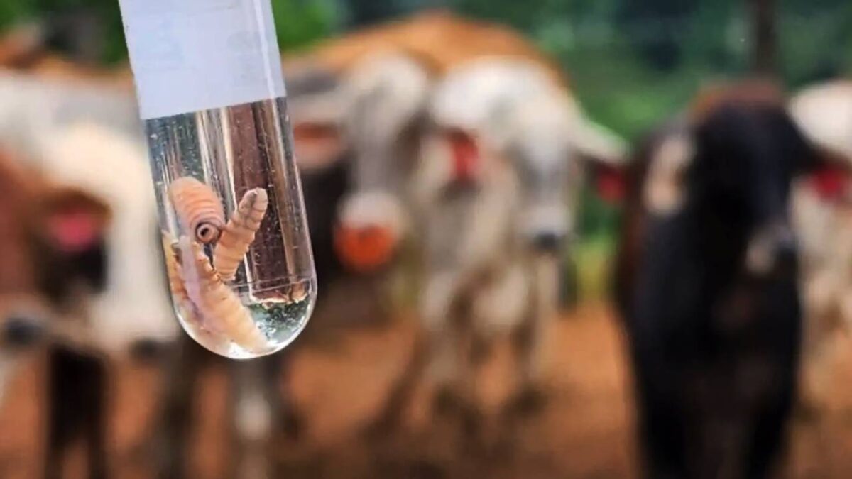 Gusano barrenador en Quintana Roo.