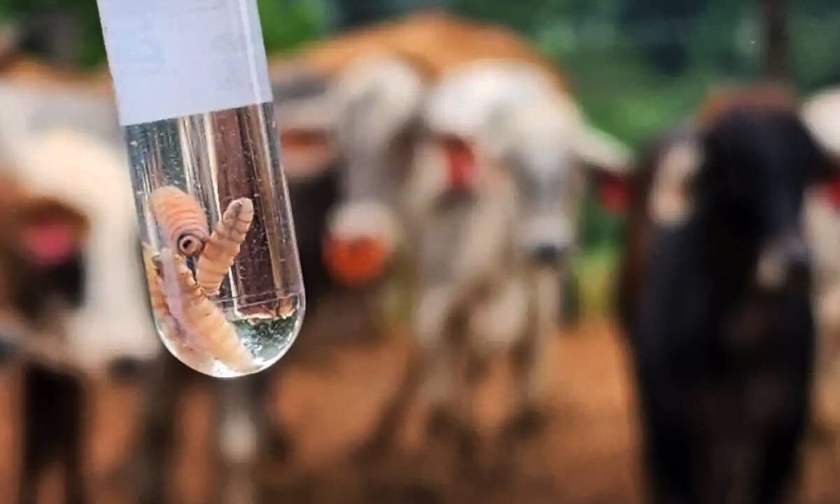 Gusano barrenador en Quintana Roo.