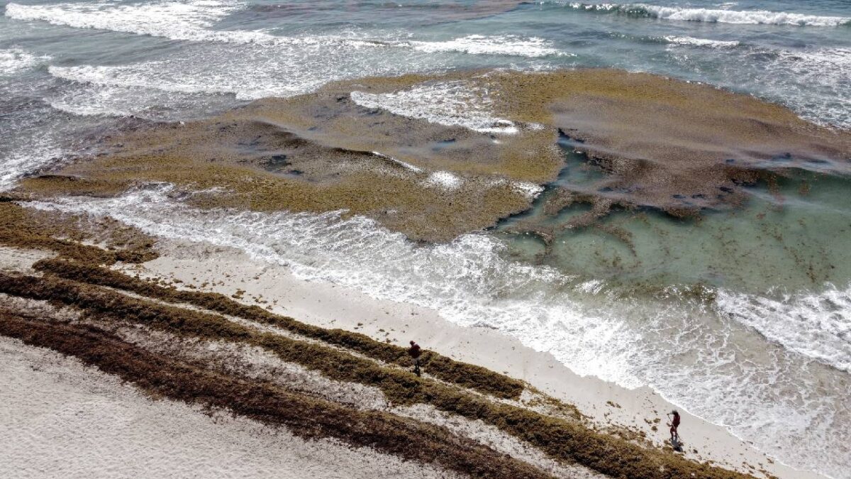 Sargazo en el Caribe mexicano.