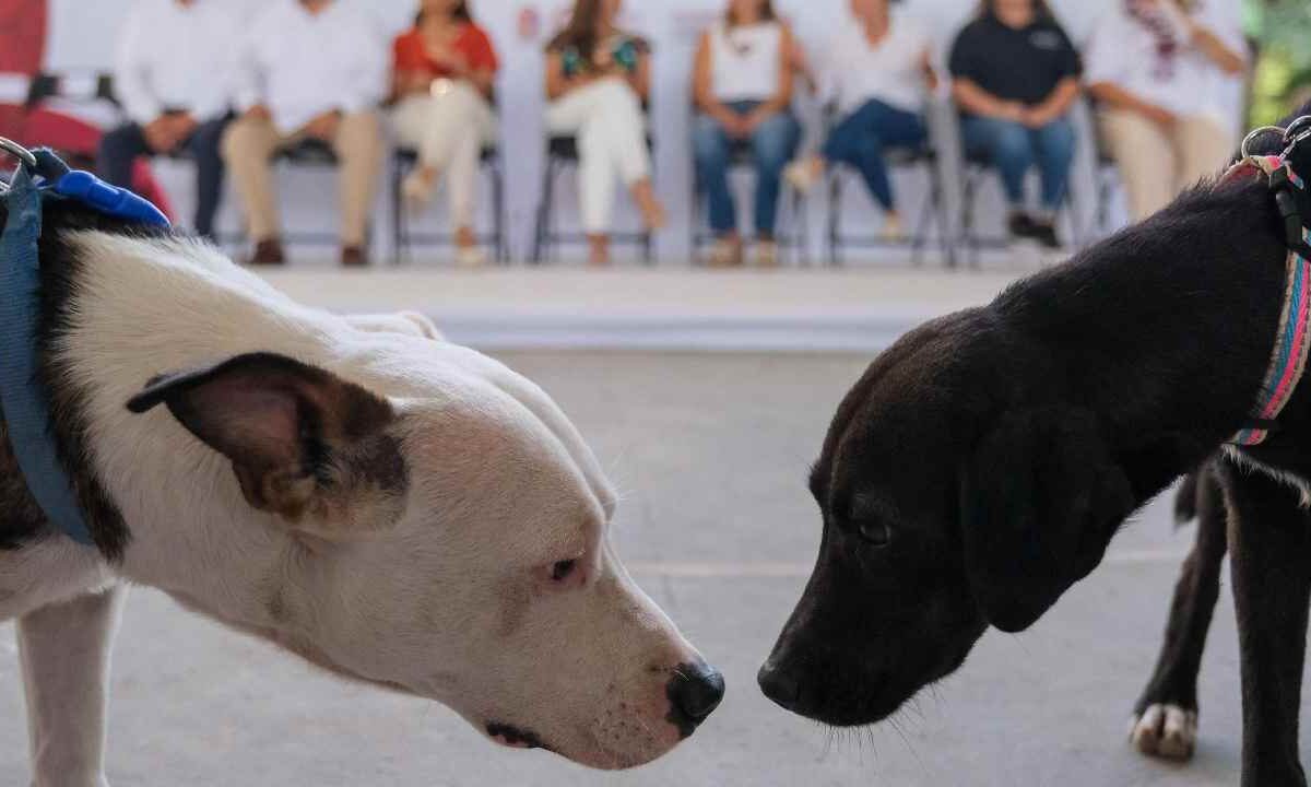 Las Caravanas del Bienestar Animal están en Quintana Roo.