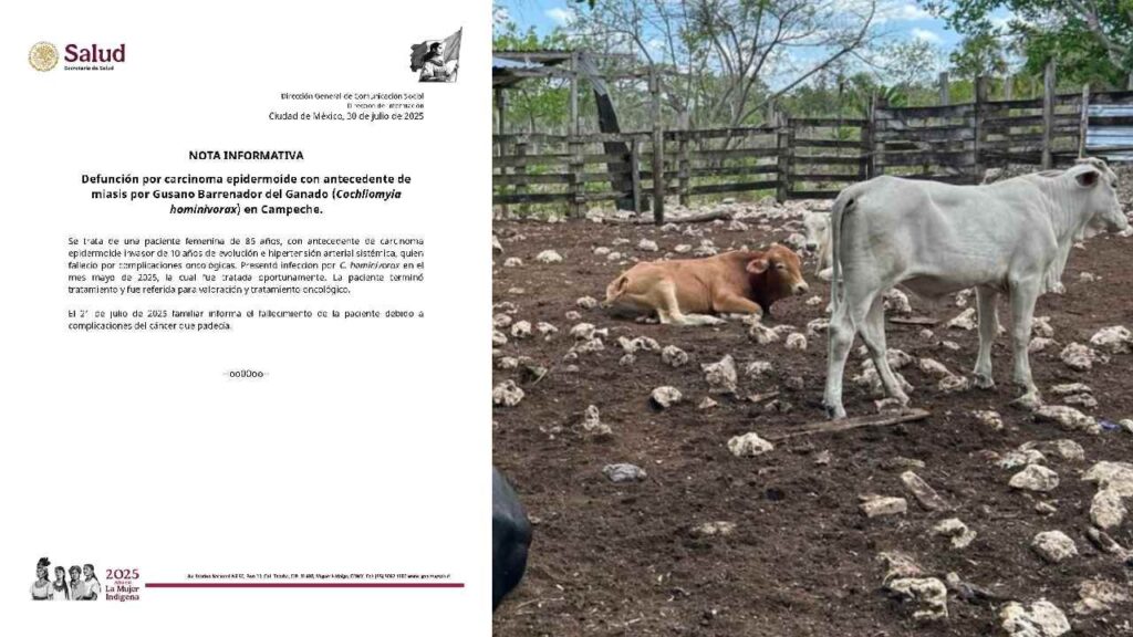 Gusano barrenador cobra su primera víctima en Campeche.