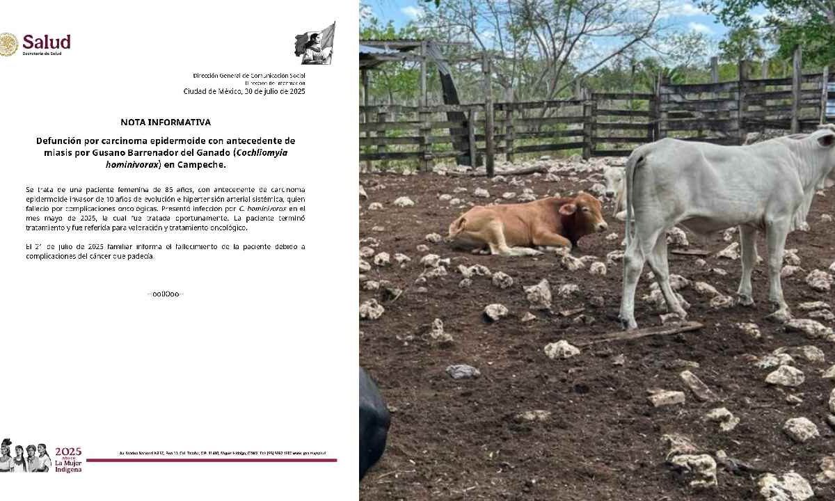 Gusano barrenador cobra su primera víctima en Campeche.