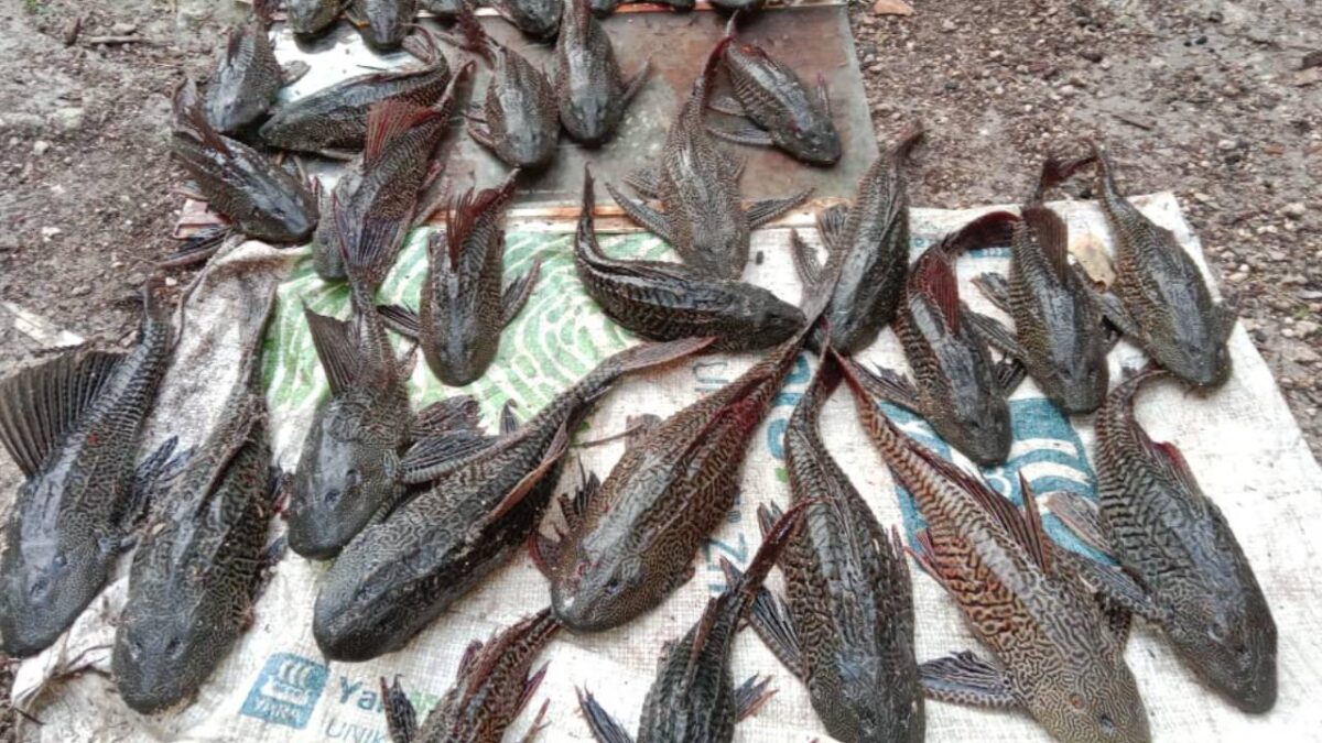 Pez diablo en Quintana Roo.