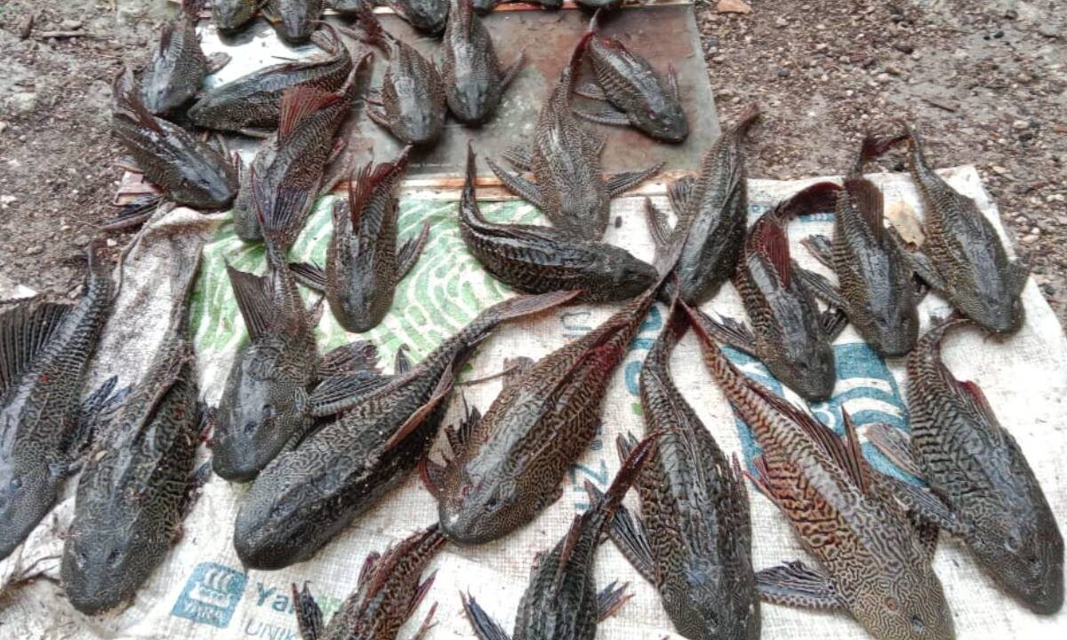 Pez diablo en Quintana Roo.