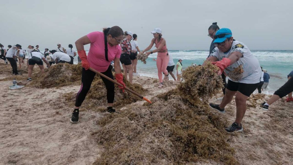 Limpieza de sargazo en playas.