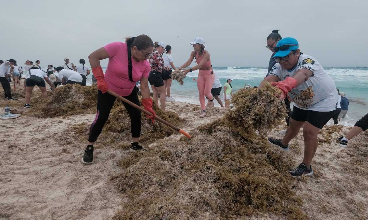 Limpieza de sargazo en playas.