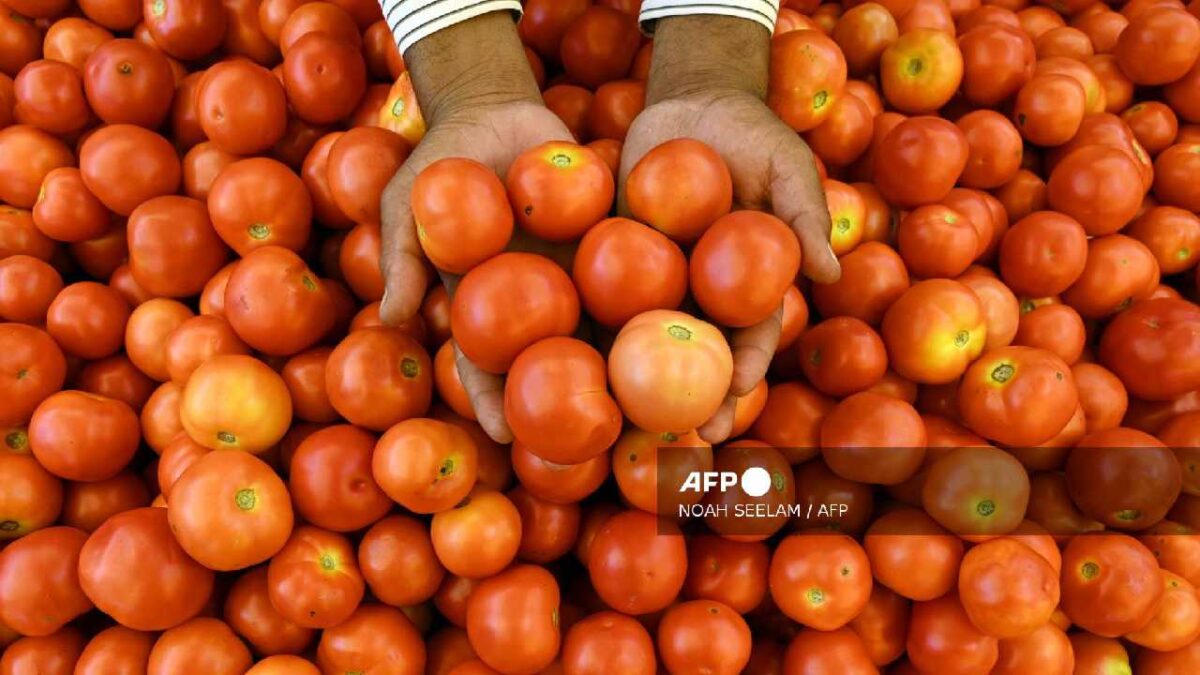 El jitomate mexicano es necesario en EU.