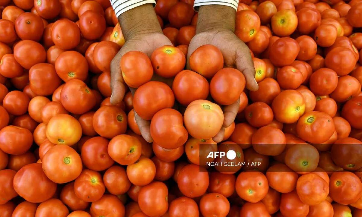 El jitomate mexicano es necesario en EU.