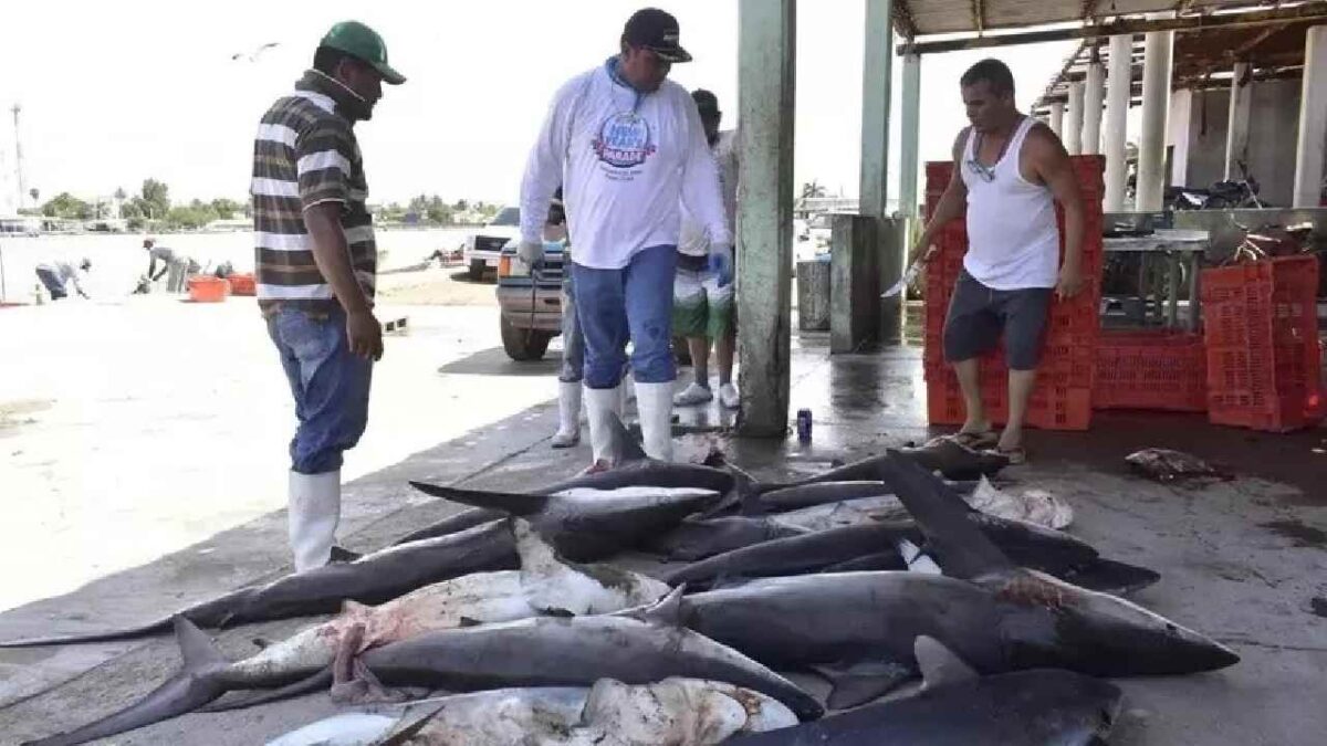El estado ha logrado proteger miles de ejemplares de tiburón mediante acuerdos voluntarios con pescadores.