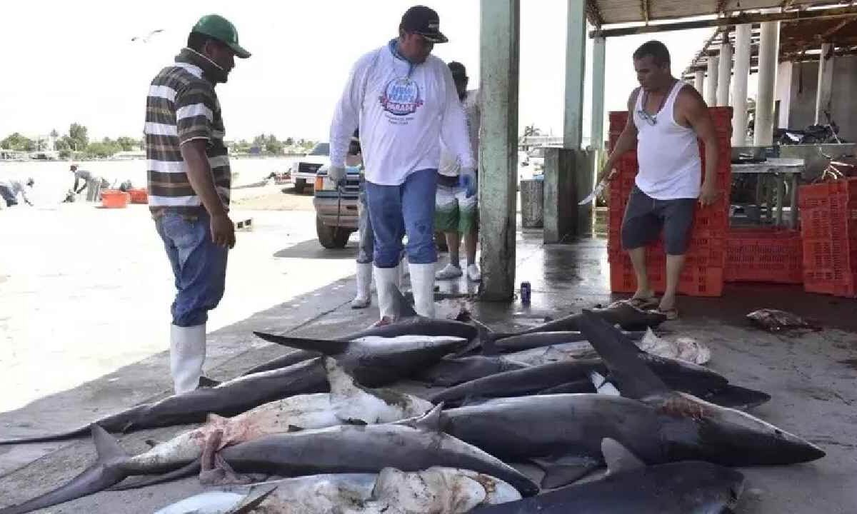 El estado ha logrado proteger miles de ejemplares de tiburón mediante acuerdos voluntarios con pescadores.