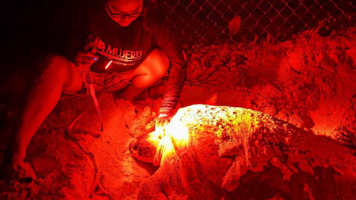 Isla Mujeres cuida a las tortugas marinas.