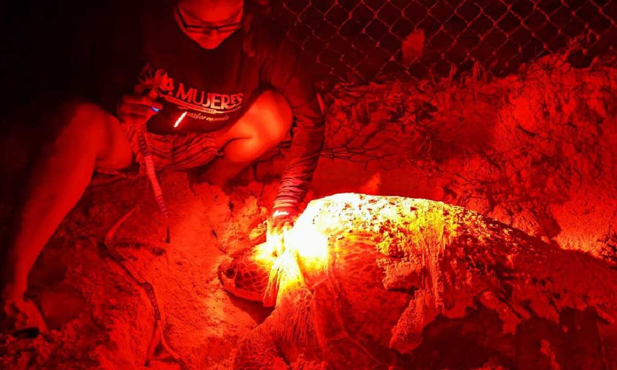 Isla Mujeres cuida a las tortugas marinas.