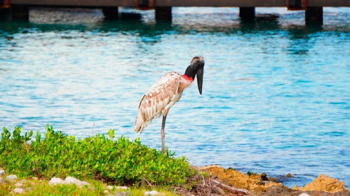 Cigüeña Jabirú (Jabiru mycteria) en la isla de Cozumel.