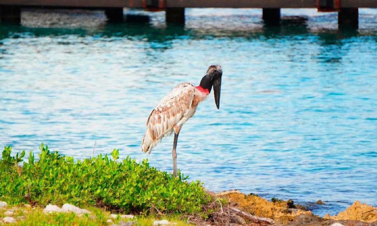 Cigüeña Jabirú (Jabiru mycteria) en la isla de Cozumel.
