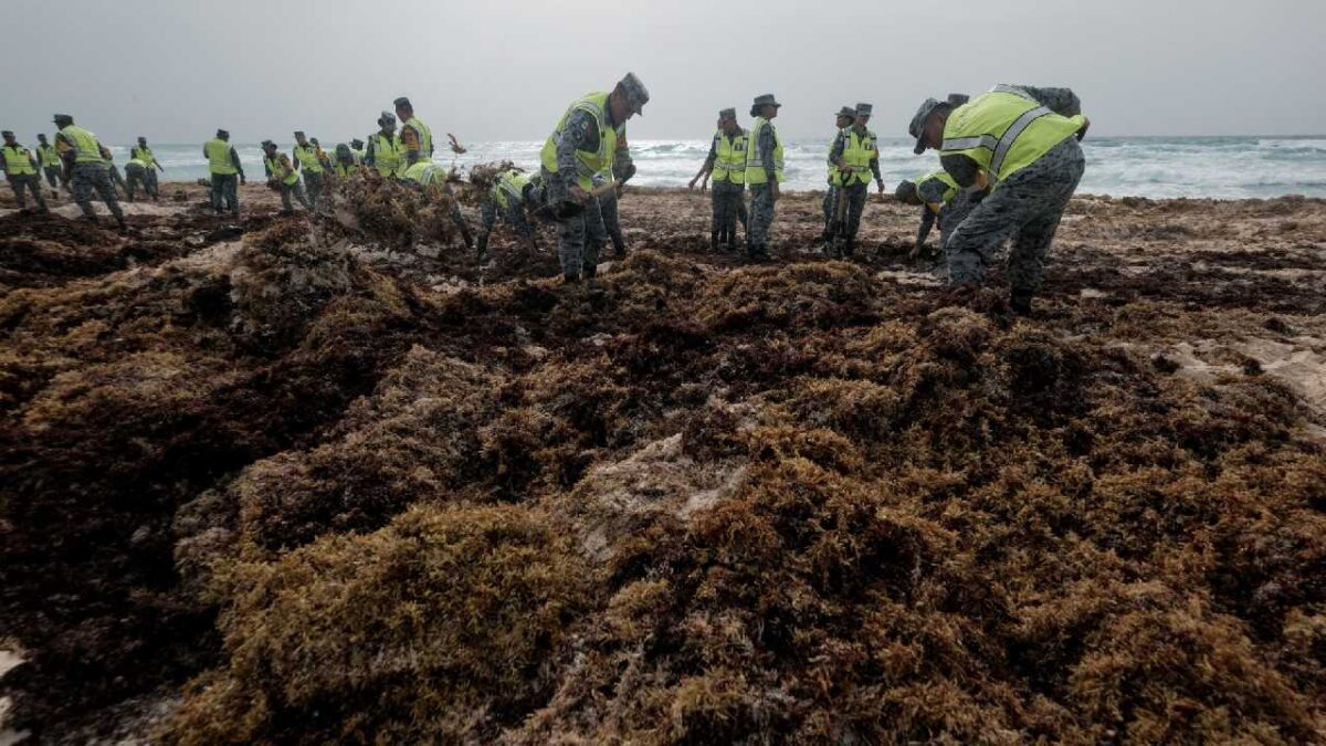 Trabajo conjunto para el retiro de sargazo.