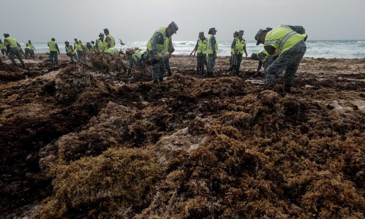 Trabajo conjunto para el retiro de sargazo.