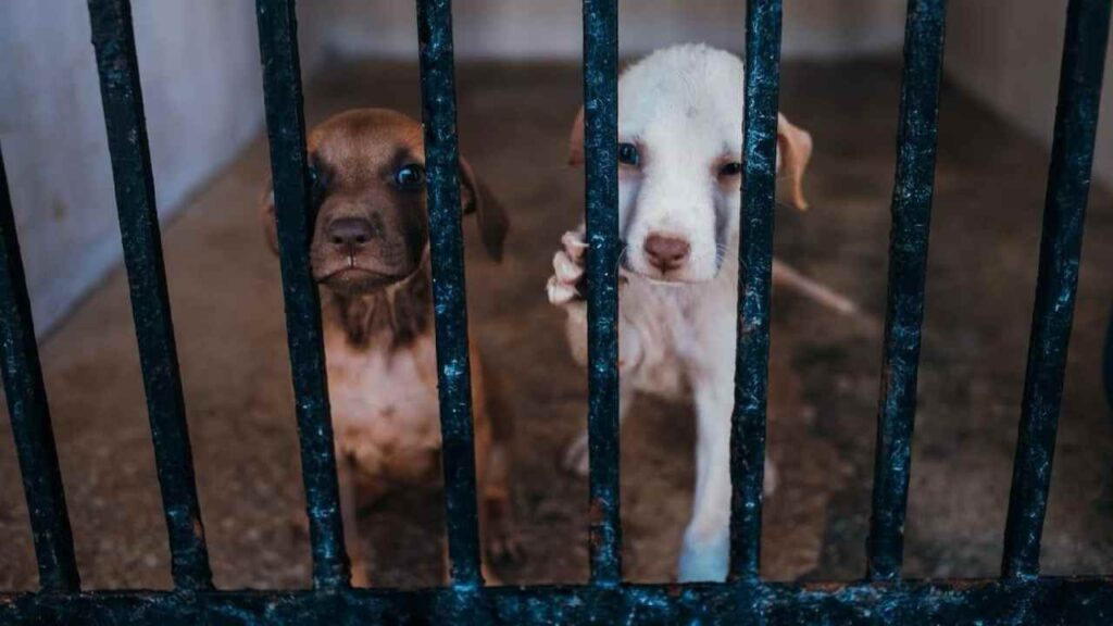Caravanas del Bienestar Animal Móviles.