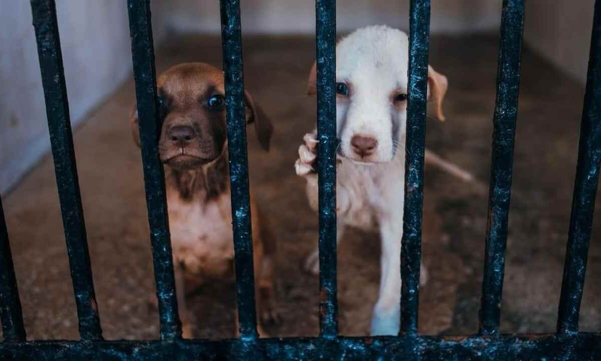 Caravanas del Bienestar Animal Móviles.