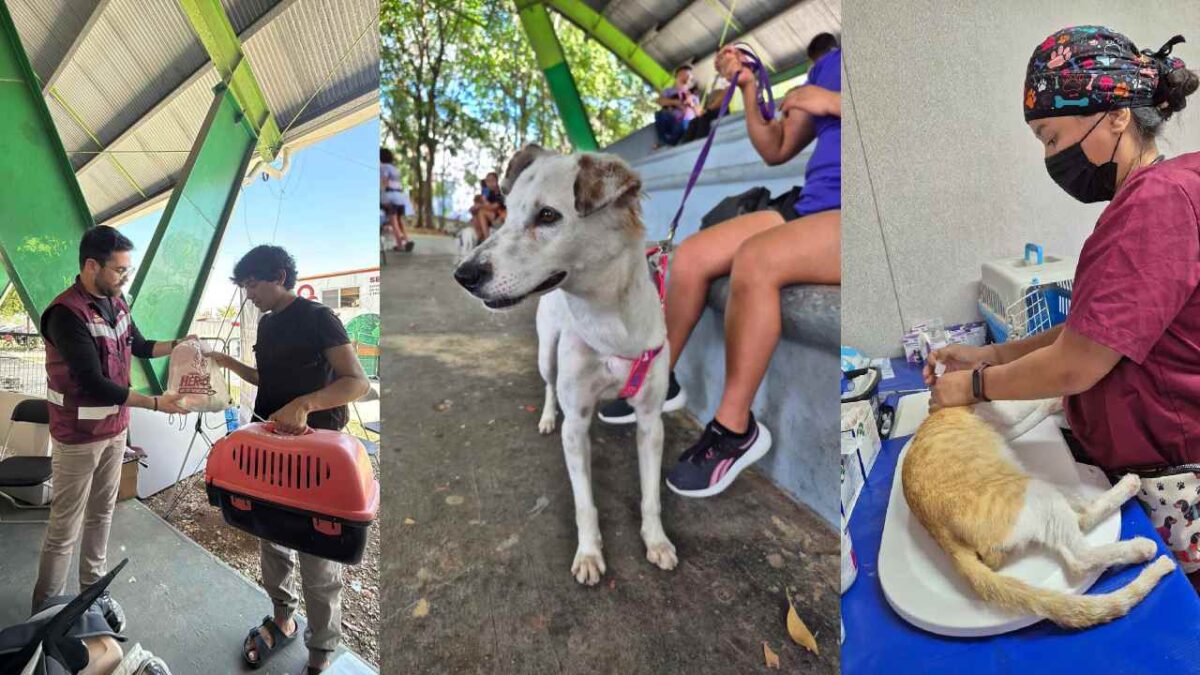 Buscan la protección animal.