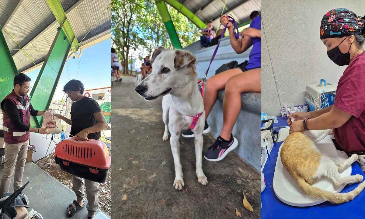 Buscan la protección animal.