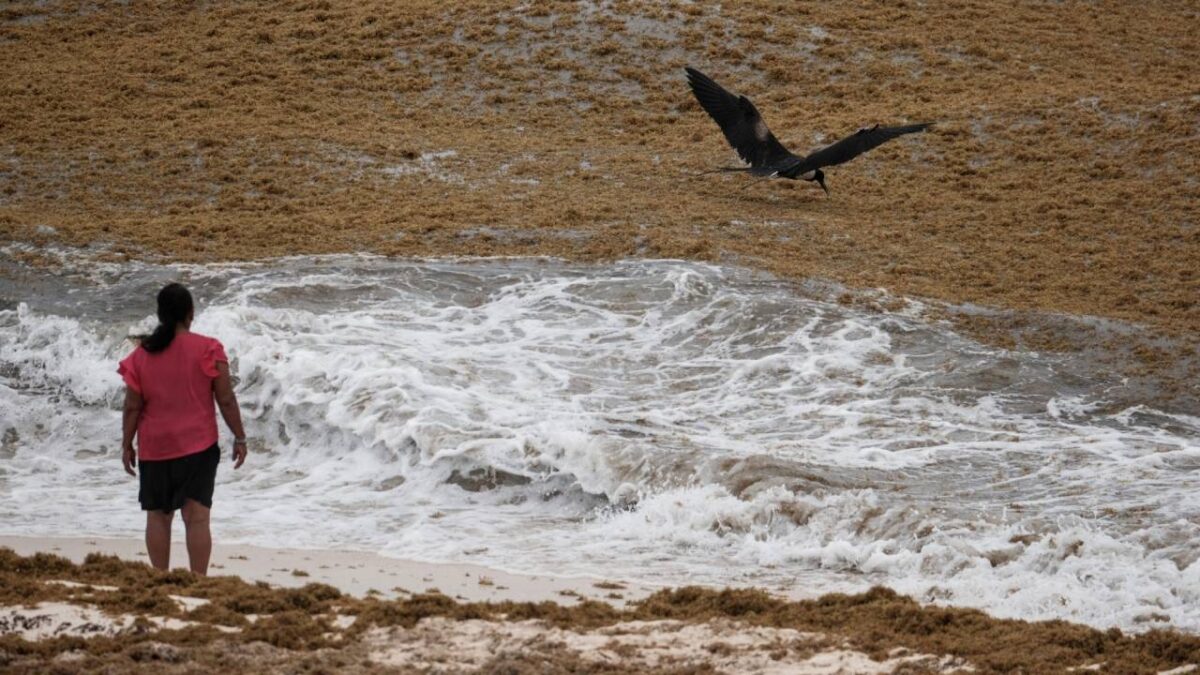 Sargazo en una playa del Caribe mexicano.