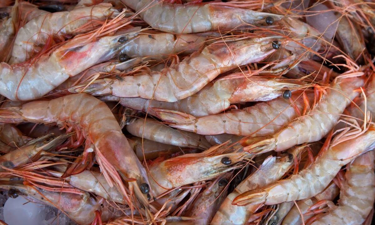 Camarones congelados.