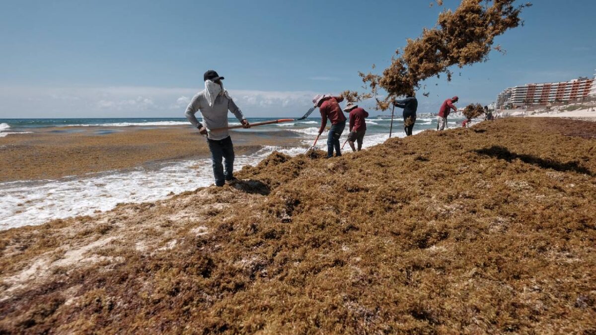 Sargazo en la playa.