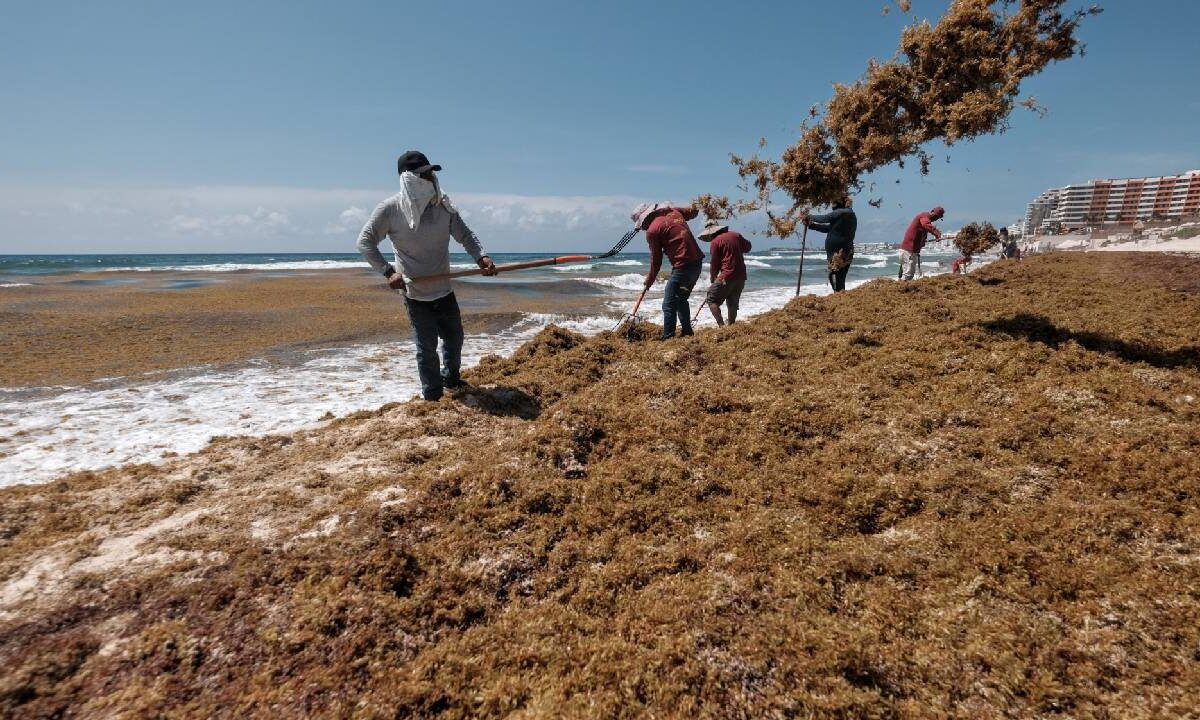 Sargazo en la playa.