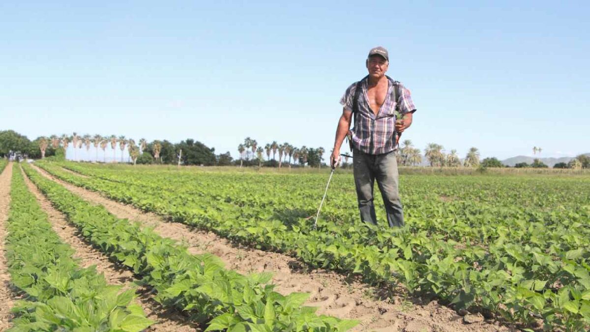 Polémica en el Sembrando Vida.